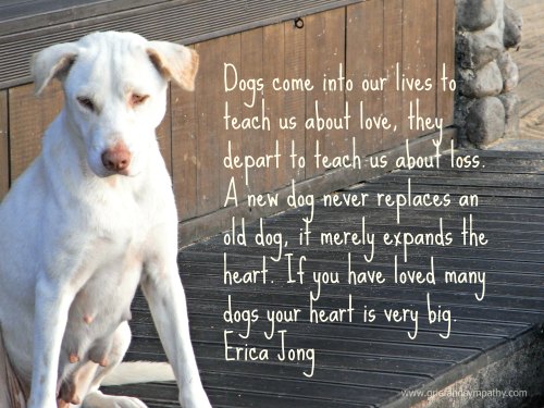 21 Comforting Loss Of A Pet Quotes