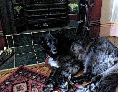 black dog beside fireplace to alleviate widower grief