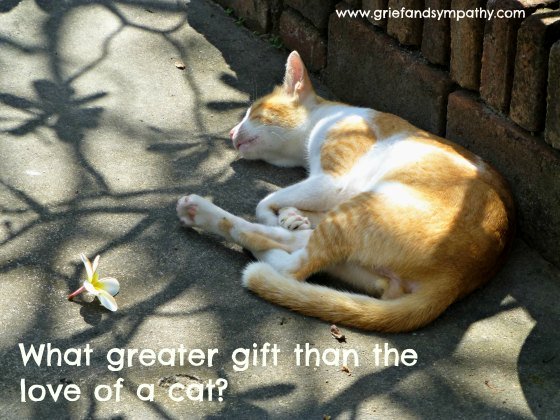 Do Cats Grieve The Loss Of A Dog